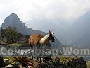 Machu-Picchu-008