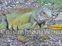 cartagena-women-other-1104-9
